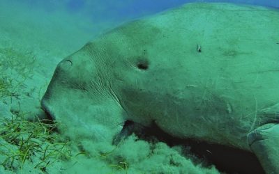 The Dugong Mascot
