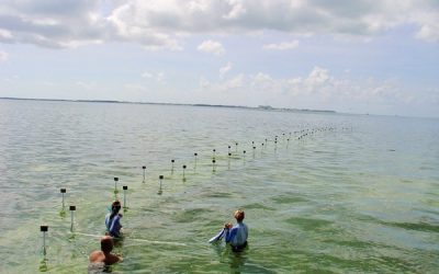 TOF Blue Carbon Initiatives