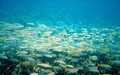 Mangroves are Snapper Generators