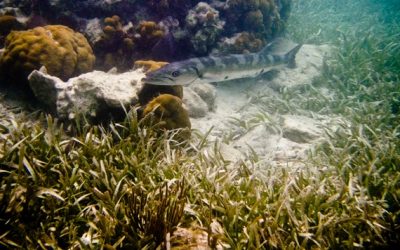 Seagrass Restoration Methodology