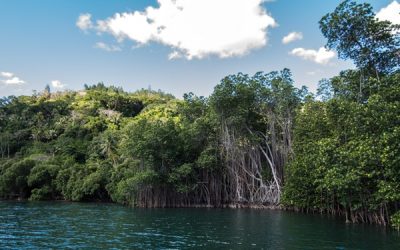 Blue Forests Project Approved