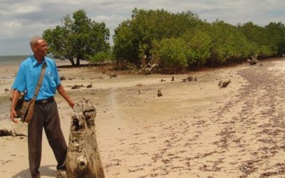 Protecting mangroves, Kenya’s fishermen net cash – and more fish