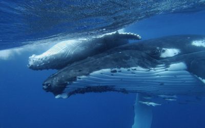 Save a Whale, Save the Planet