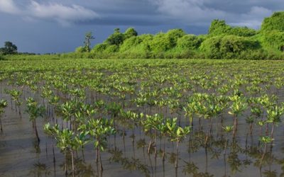 Are ‘Blue Carbon’ Projects a Win for the Climate and the People?