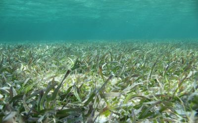 Blue Forests & Paris Agreement