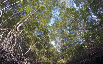 New satellite-based maps of mangrove heights