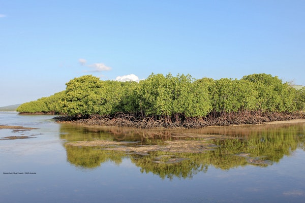 World's largest mangrove carbon conservation project